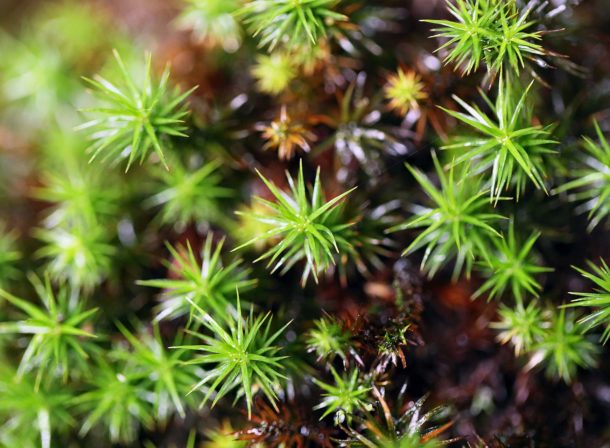 平溪 採苔、苔缸、苔山水 平溪 採苔、苔缸、苔山水